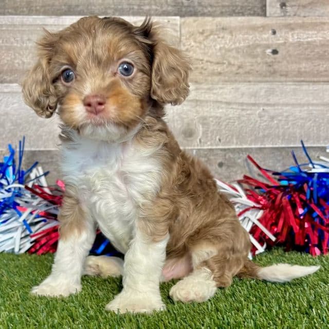 Damon - Cavapoo Male