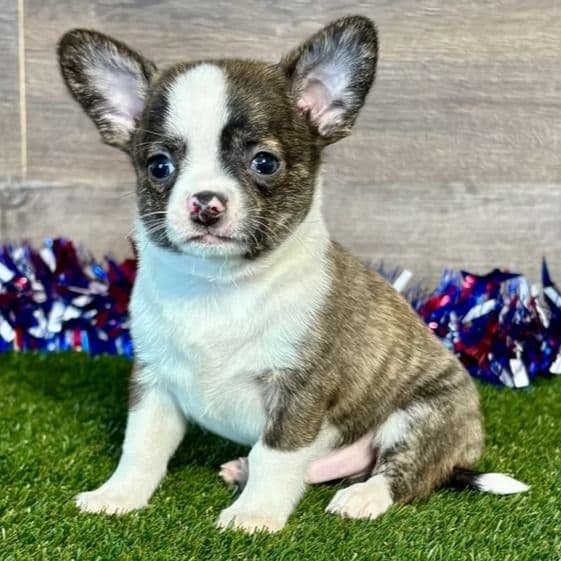 Kane - Chihuahua Male