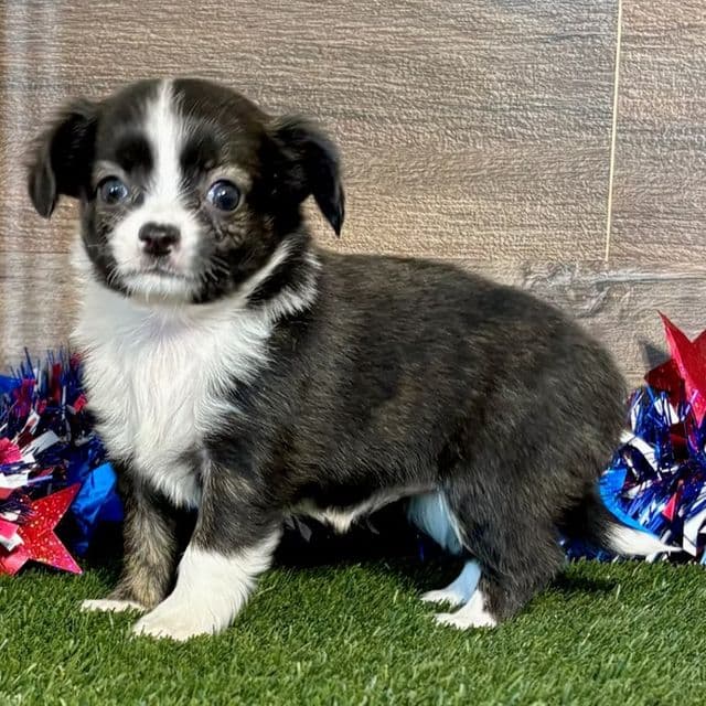 Kara - Chihuahua Female