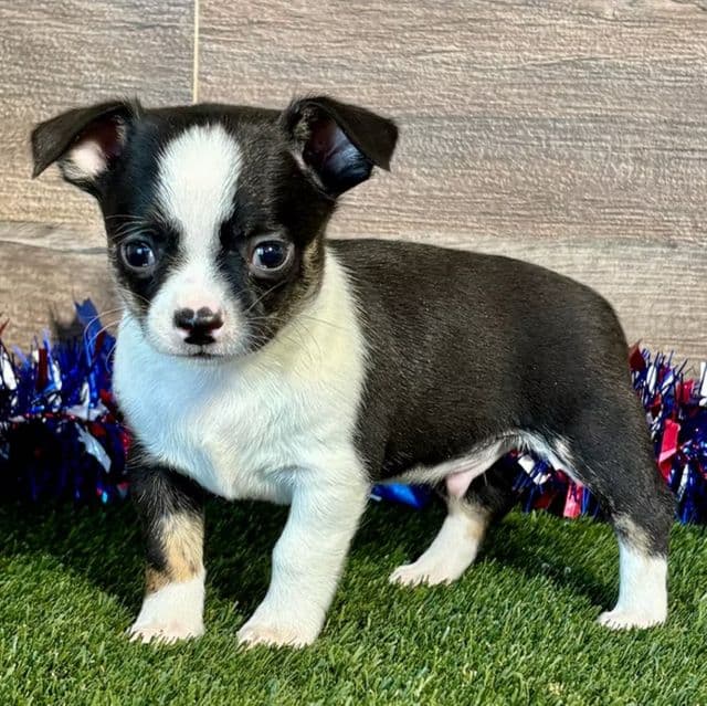 Kade - Chihuahua Male