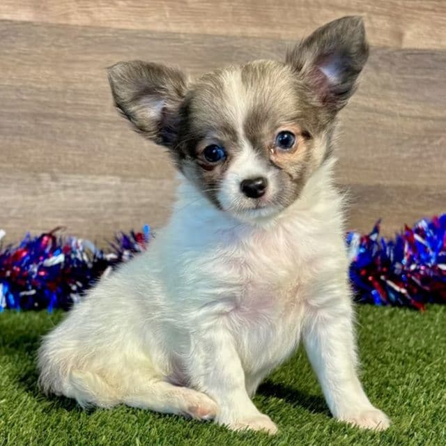 Kyra - Chihuahua Female