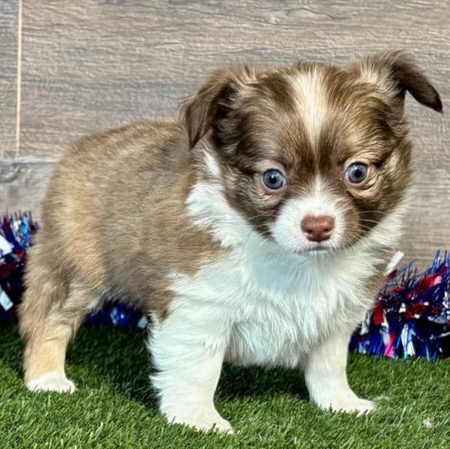 Kobe - Chihuahua Male