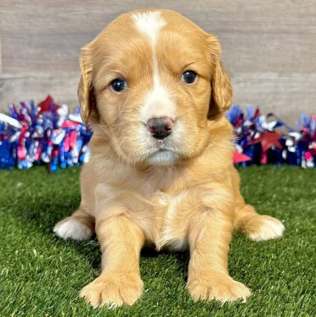 Geno - Golden Cavalier Male
