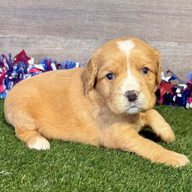 Geno - Golden Cavalier Male