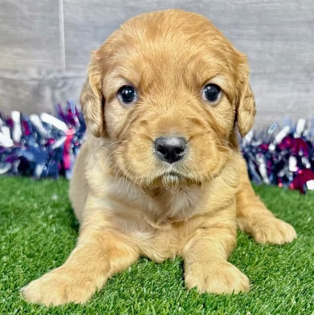 Griffen - Golden Cavalier Male