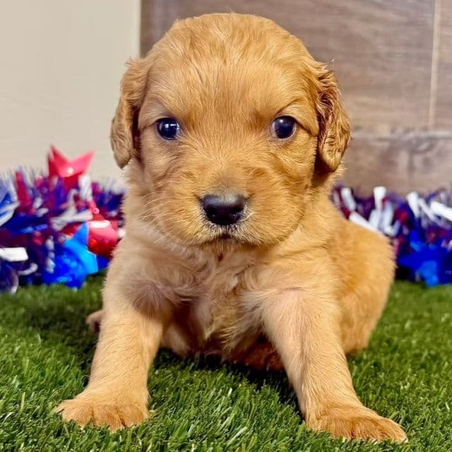 Gunner - Golden Cavalier Male