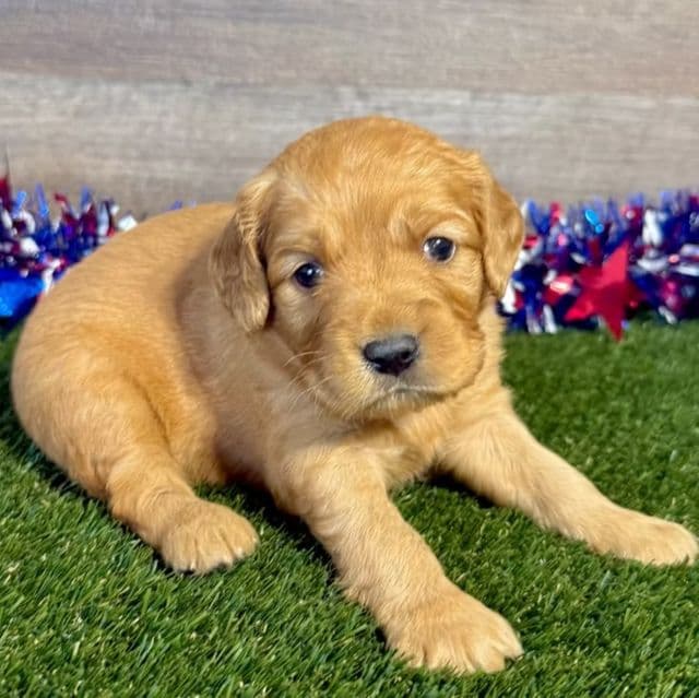 Georgia - Golden Cavalier Female