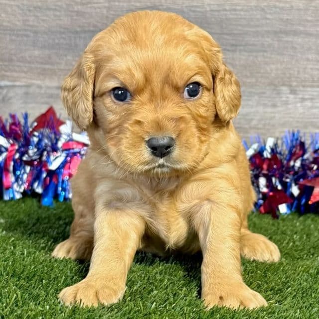 Gage - Golden Cavalier Male