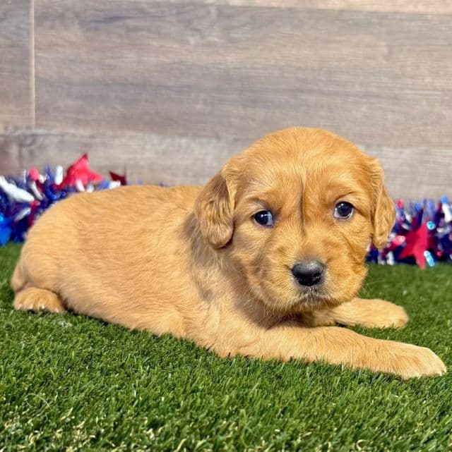 Gladys - Golden Retriever Female