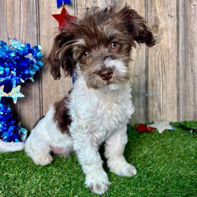 Faye - Havanese Female