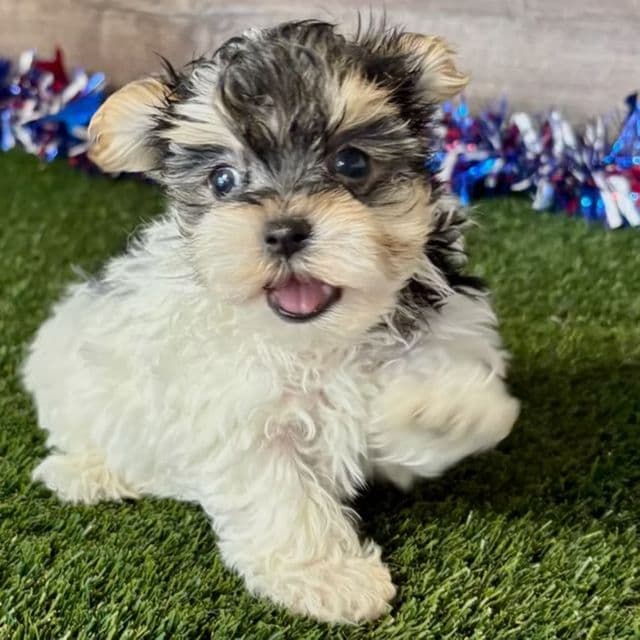 Nola - Morkie Female