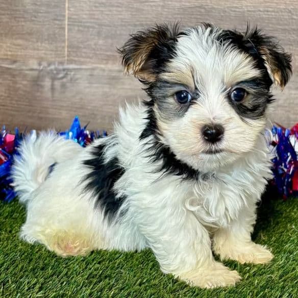 Nate - Morkie Male