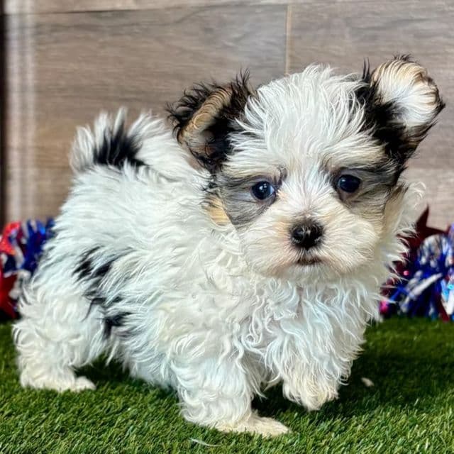 Nelly - Morkie Female