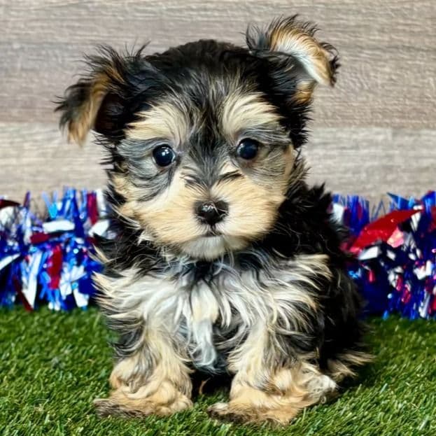 Nash - Morkie Male