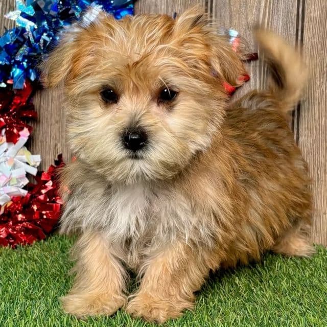 Harvey - Morkie Male