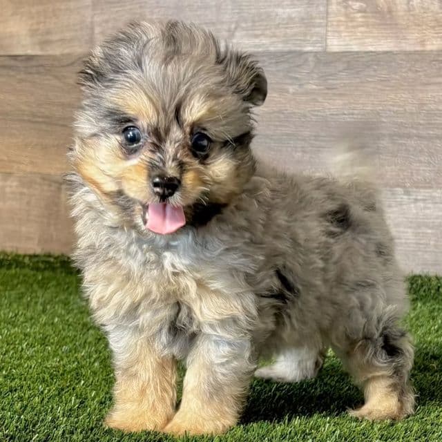 Olivia - Pomapoo Female
