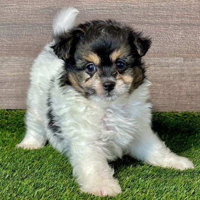 Otto - Pomapoo Male