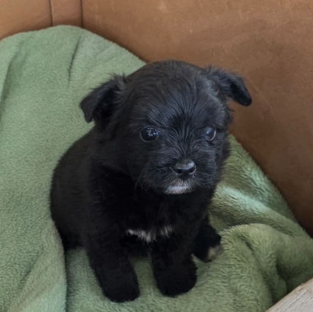 Jake - Pomapoo Male
