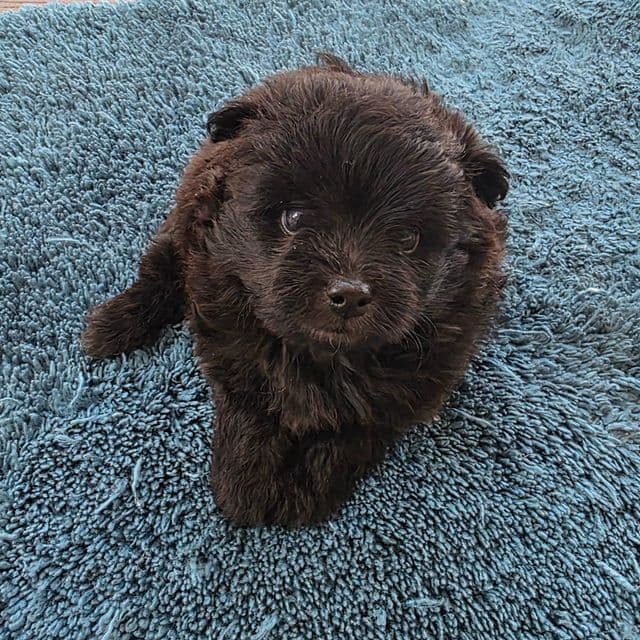 Raven - Pomapoo Female