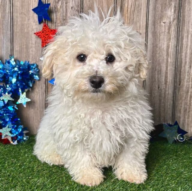 Bo - Poochon Male