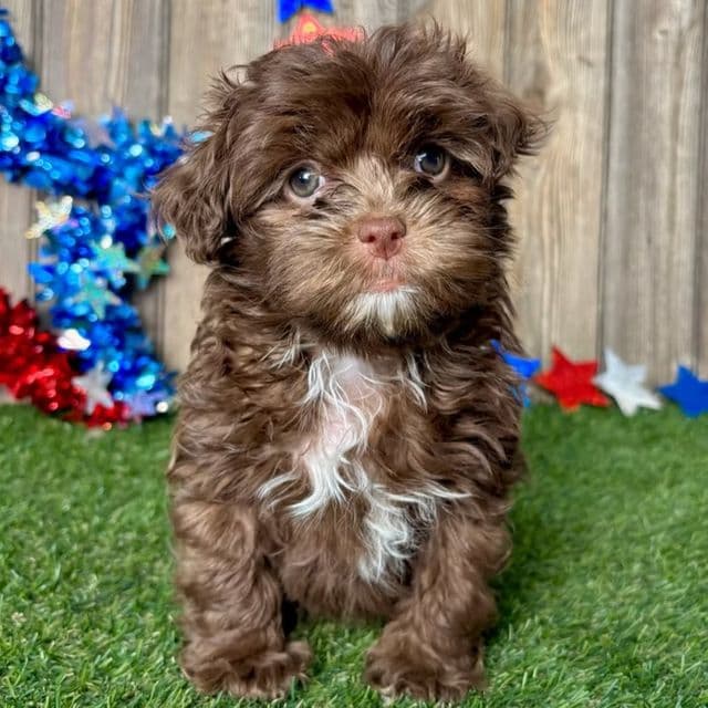 Teddy - Shih-Poo Male