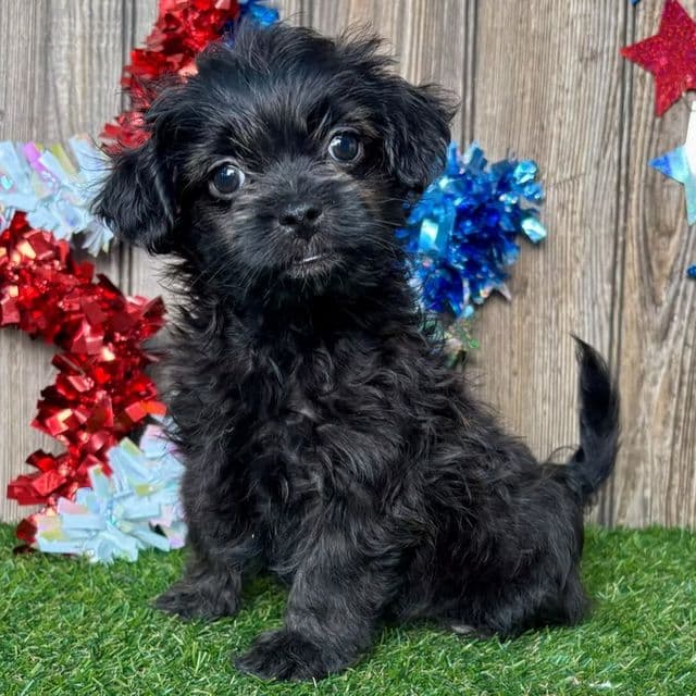 Theo - Shih-Poo Male