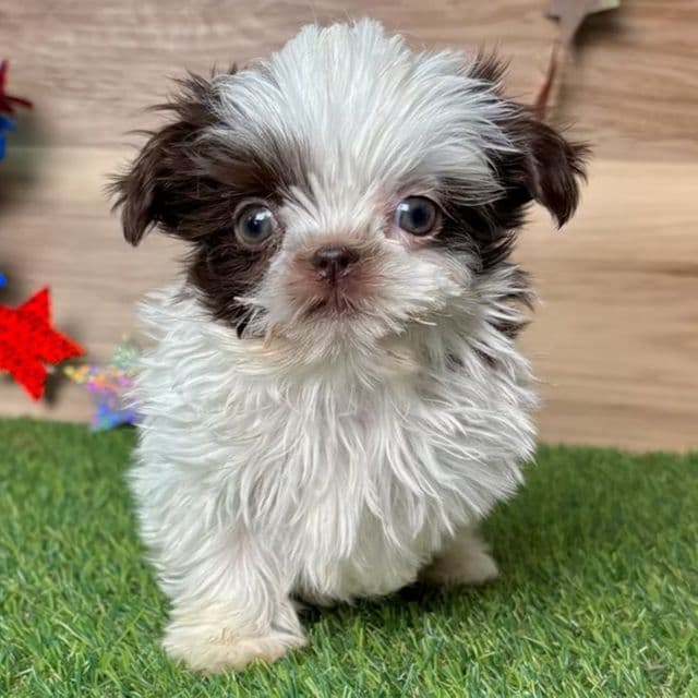 Sam - Shih Tzu Male
