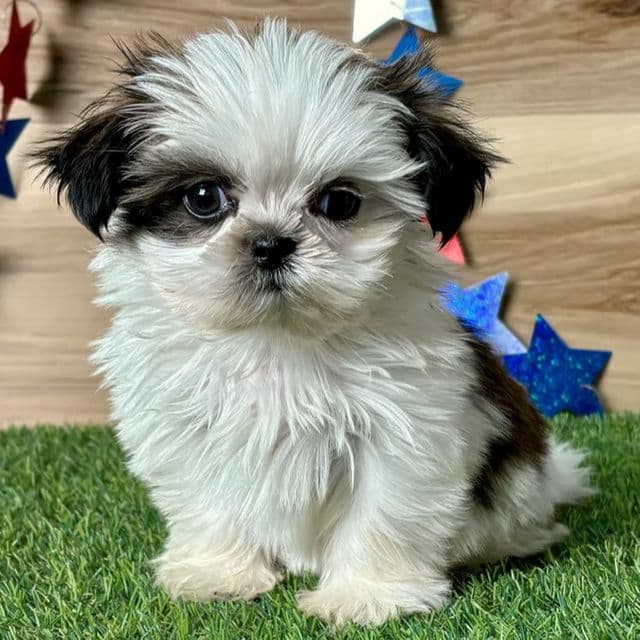 Silas - Shih Tzu Male