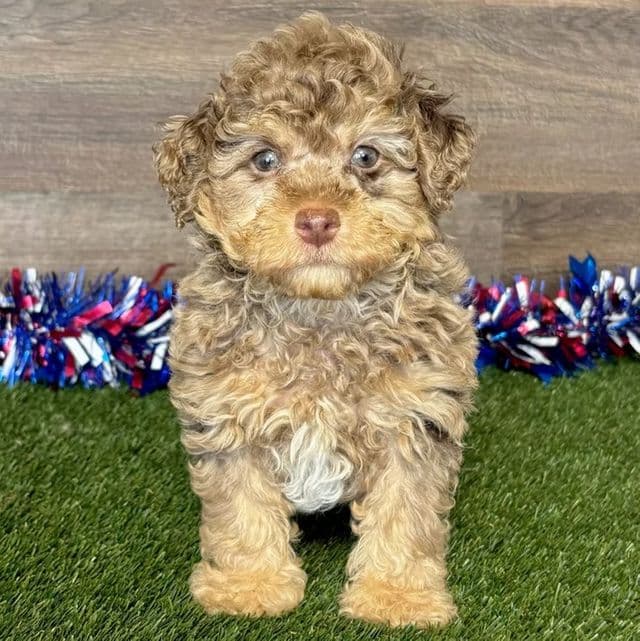 Paulmer - Toy Poodle Male
