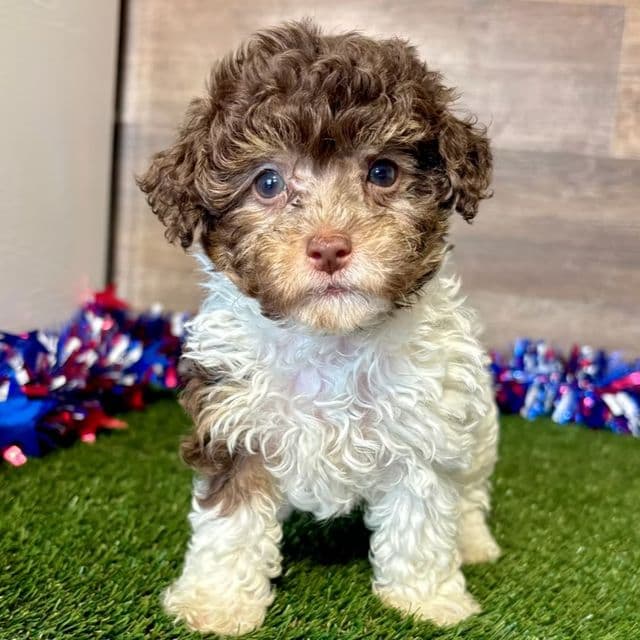 Porter - Toy Poodle Male