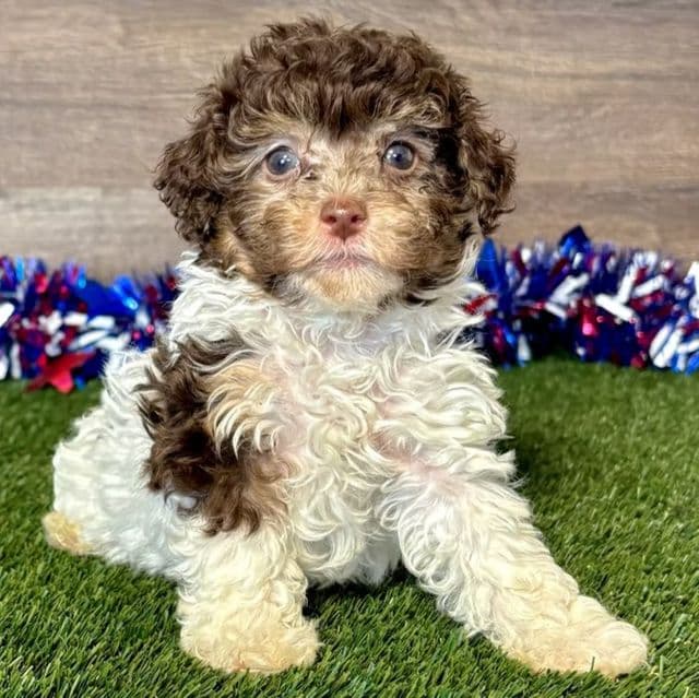 Porter - Toy Poodle Male