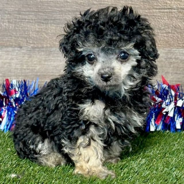 Pixie - Toy Poodle Female
