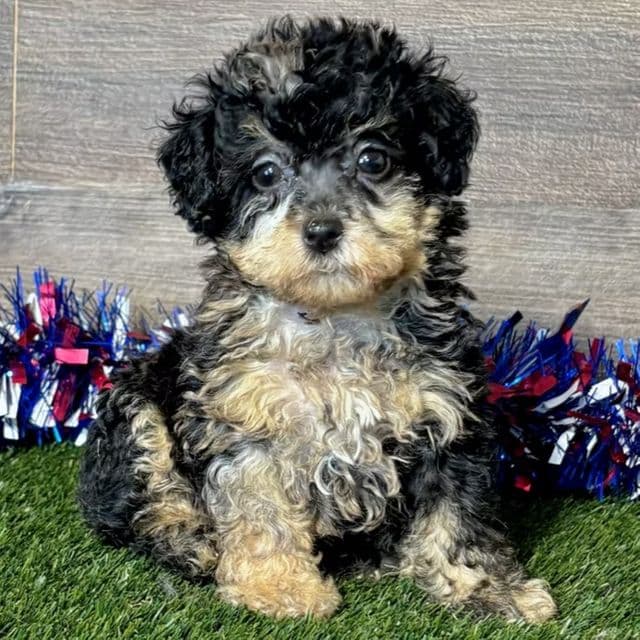 Polly - Toy Poodle Female