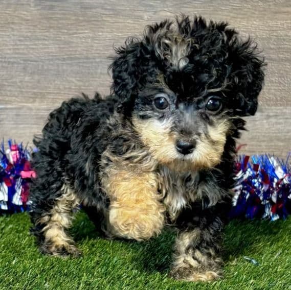 Polly - Toy Poodle Female