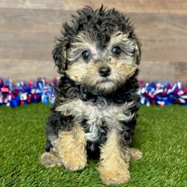 Pax - Toy Poodle Male