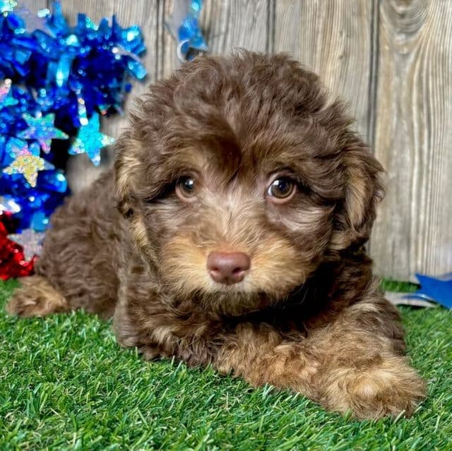 Violet - Yorkipoo Female