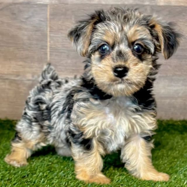 Vienna - Yorkipoo Female