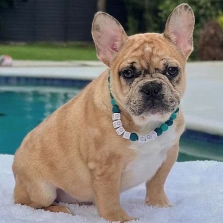 JAGUAR - French Bulldog Male