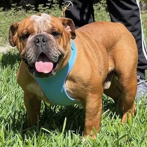 Spots - English Bulldog Male