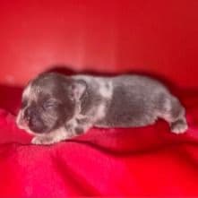 Female French 1 - French Bulldog Female