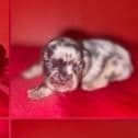 Female French 4 - French Bulldog Female
