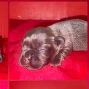 Female French 2 - French Bulldog Female