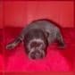 Female French 3 - French Bulldog Female