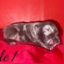 Male French 1  - French Bulldog Male