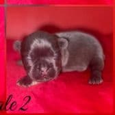 Male French 2 - French Bulldog Male