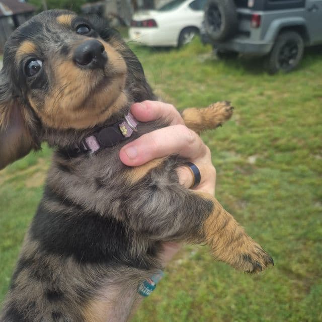 Boni - Dachshund Female