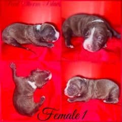 Female 1st - American Hairless Terrier Female