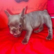 Female 2 - French Bulldog Female