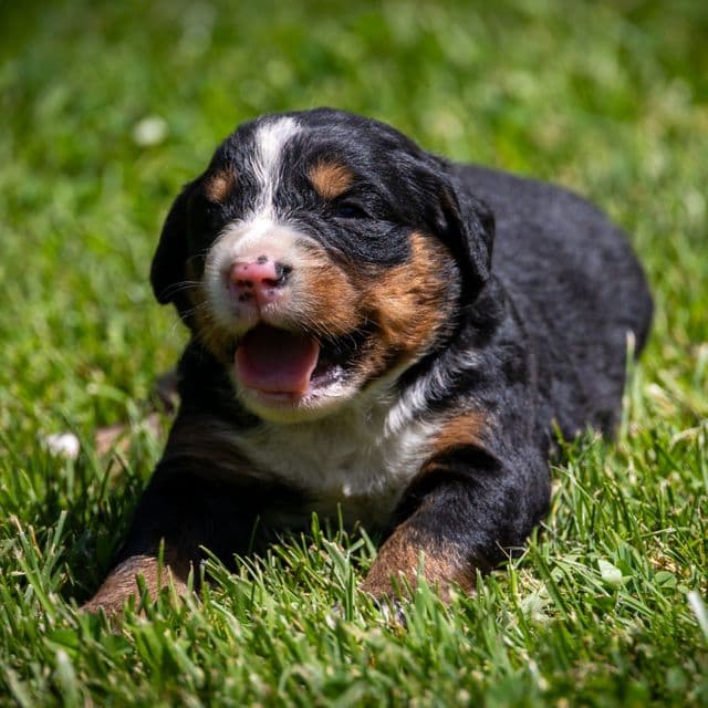 Light Green Girl - Bernese Mountain Dog Female