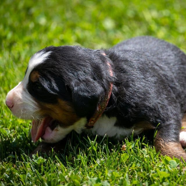 Pink Girl - Bernese Mountain Dog Female